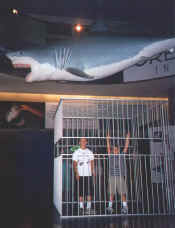 Shark-incage.jpg (64167 bytes)